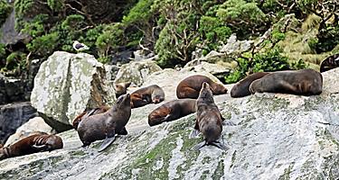Seals on the rocks sun bathing in New Zealand