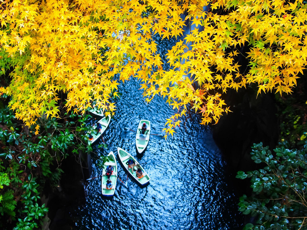 Miyazaki (aburatsu), Japan Yellow Leaves Sailboat