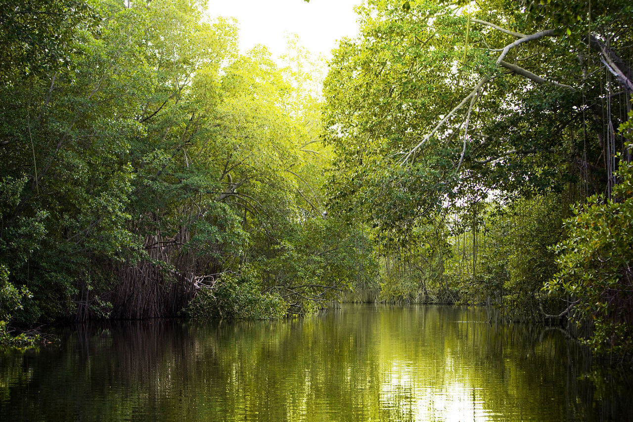 Black River Mangrove, Montego Bay, Jamaica