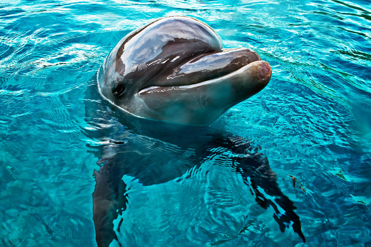 A dolphin sticking its head out of the water