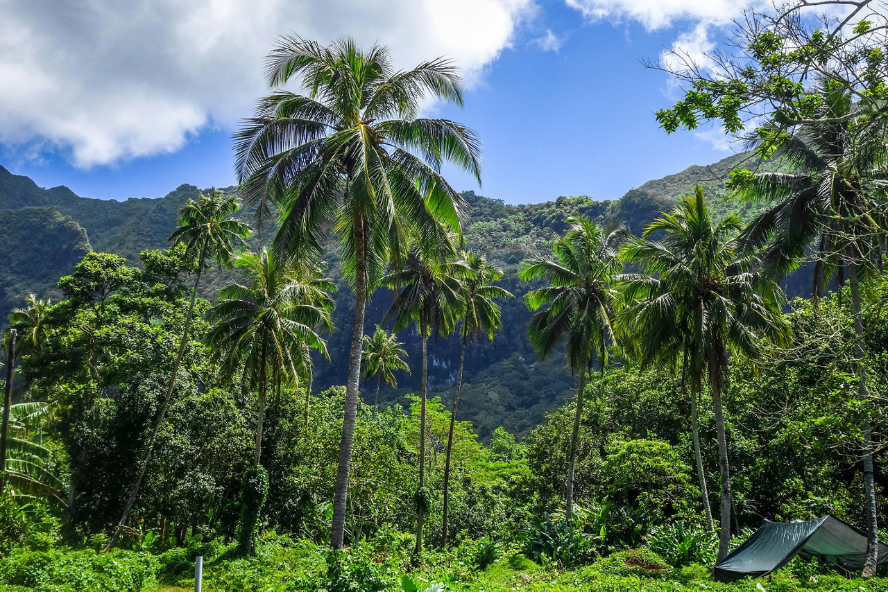 The jungle landscape in Moorea Island, French Polynesia