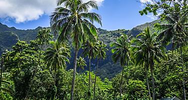 The jungle landscape in Moorea Island, French Polynesia