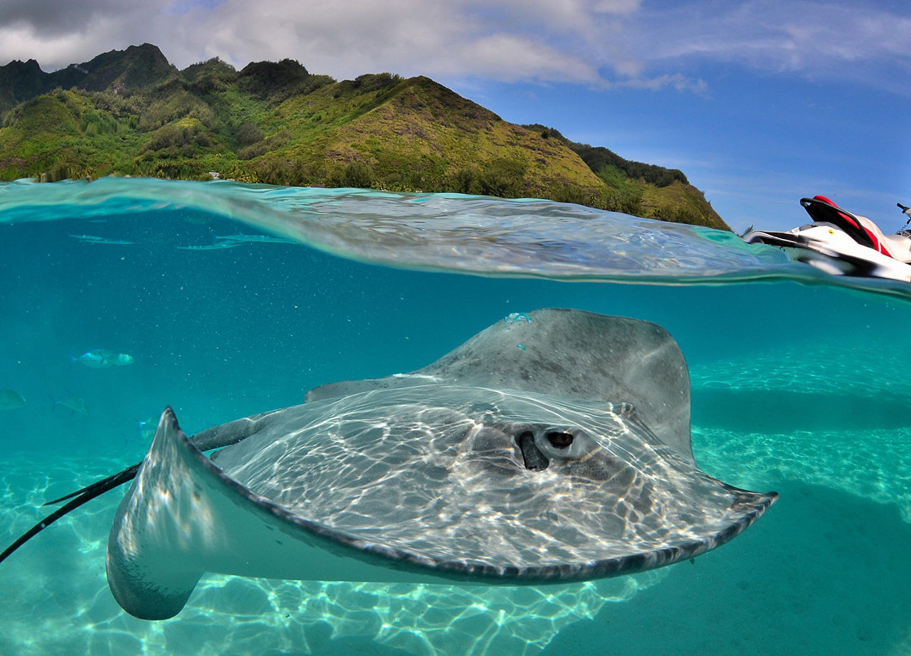 A sting ray in the ocean