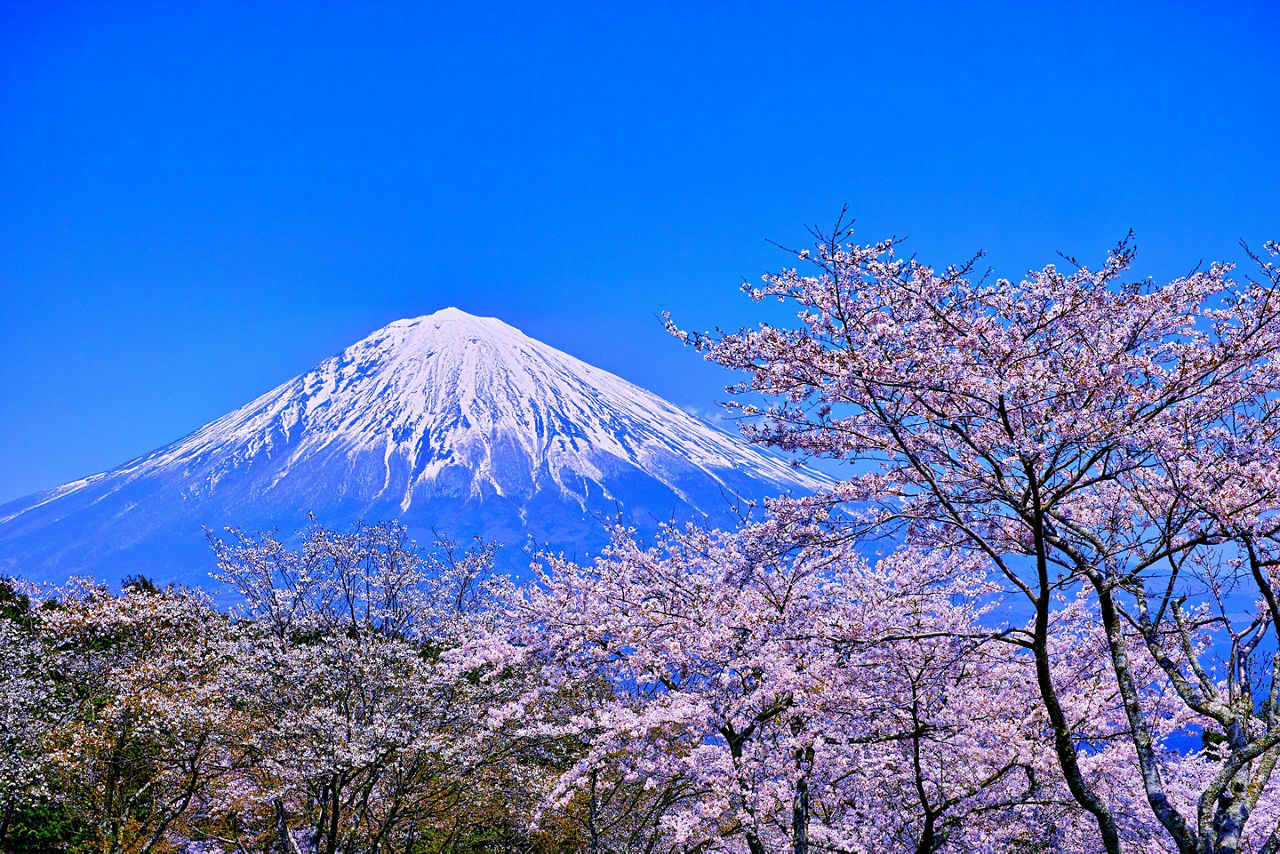 Mt. Fuji, Shimuzi, Japan Cherry Blossoms