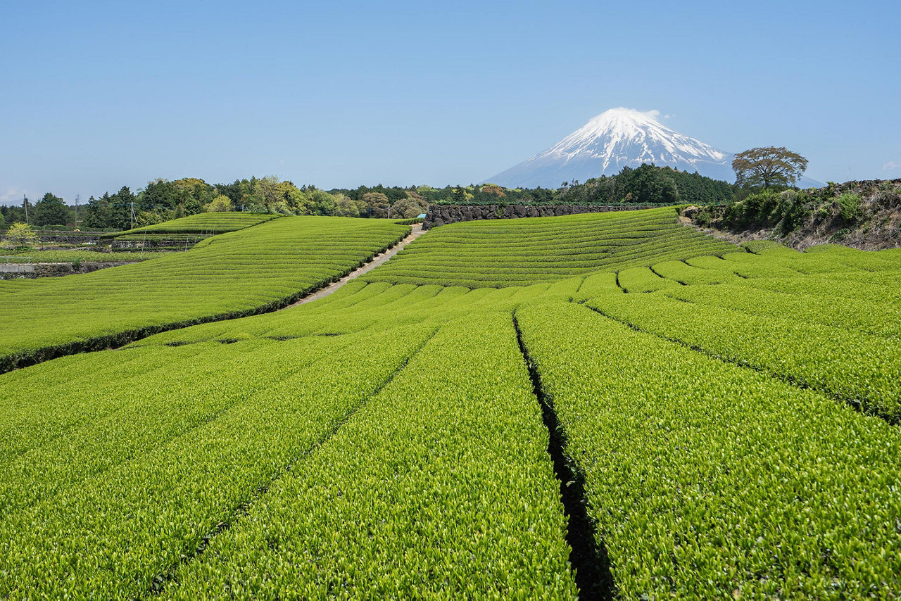 Mt. Fuji, Shimuzi, Japan Green Tea Fields