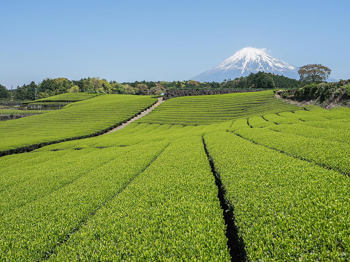 Mt. Fuji, Shimuzi, Japan Green Tea Fields
