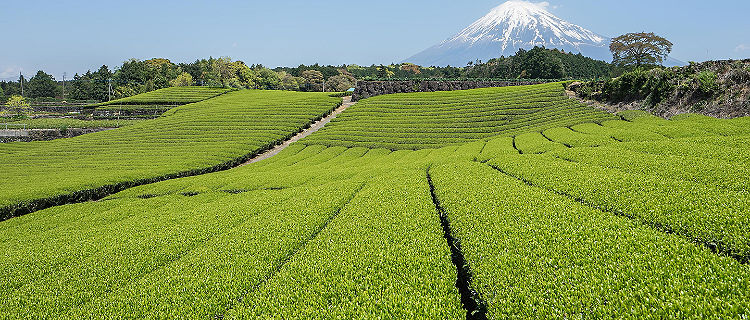 Green tea fields with views of Mount Fuji