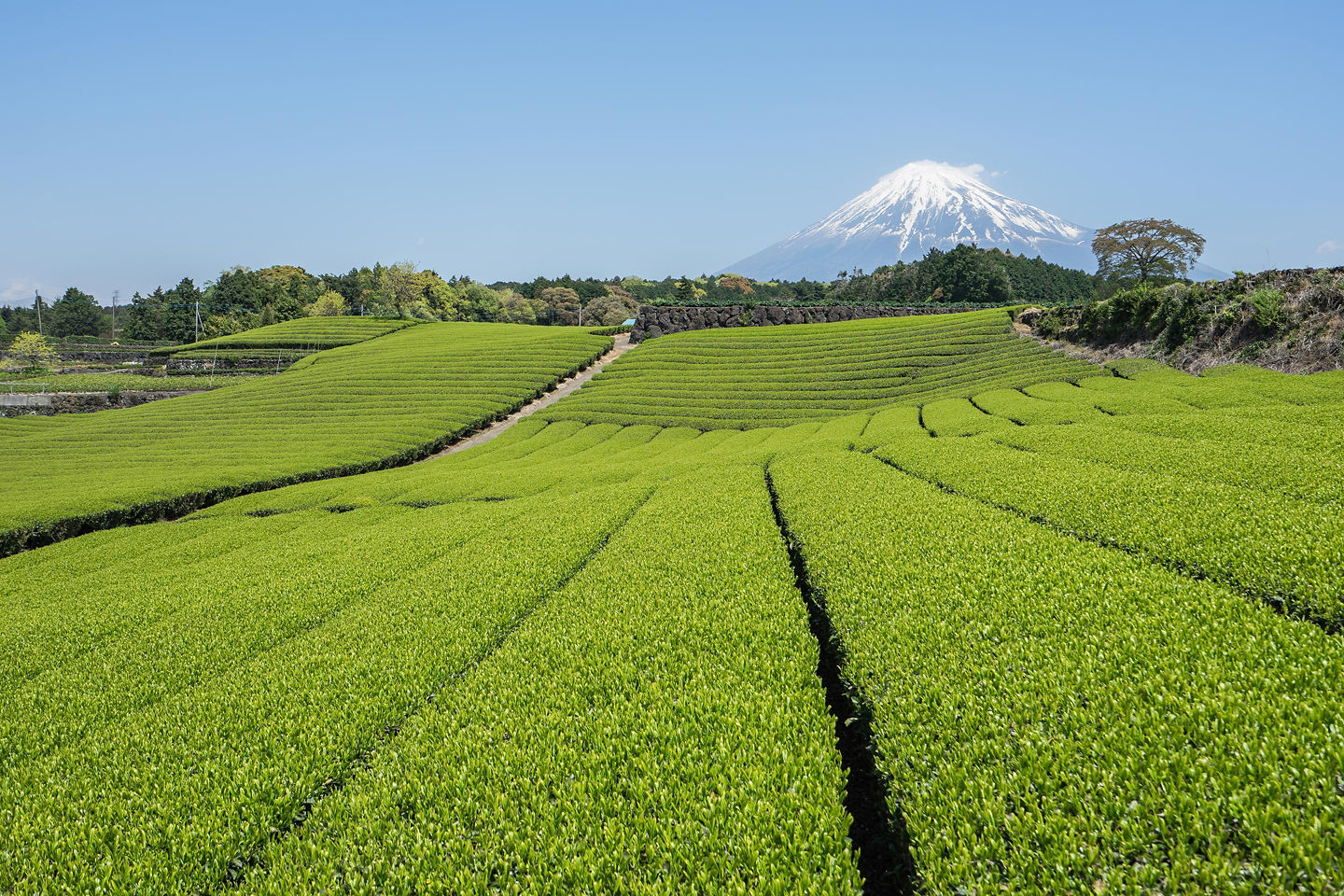Lush green tea fields stretch toward Mount Fuji. - Kumamoto, Japan