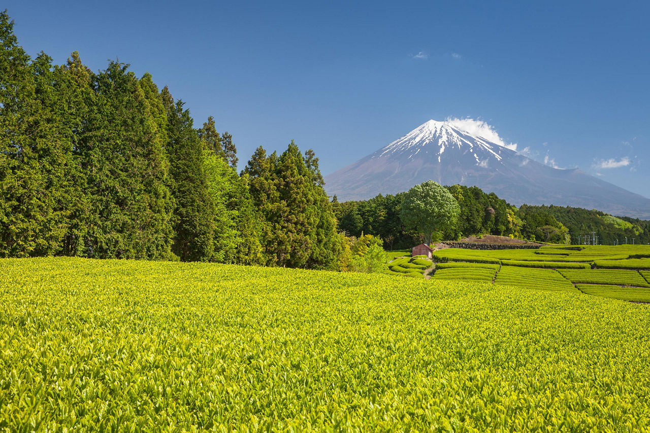 Mt. Fuji, Shimuzi, Japan Tea Farm Mount