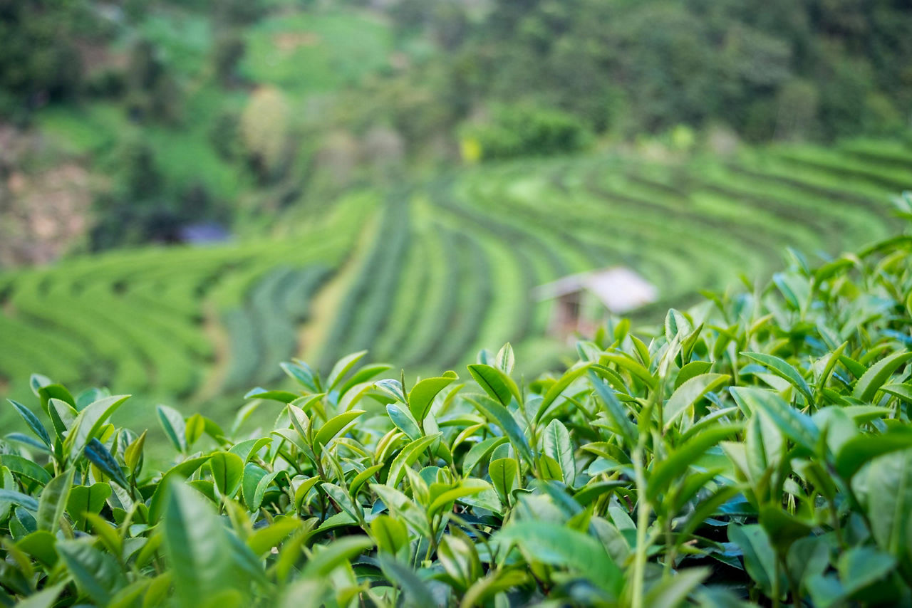 Close up shot of tea leaves in a green tea plantation in Mt. Fuji