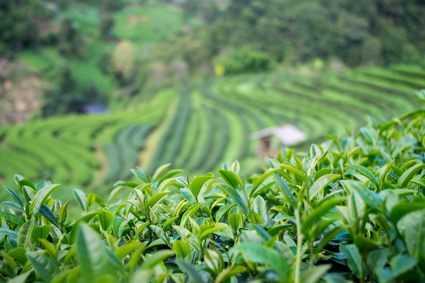 Fresh tea leaves rest in a woven basket, with Mount Fuji in the background. - Mt. Fuji, Japan 