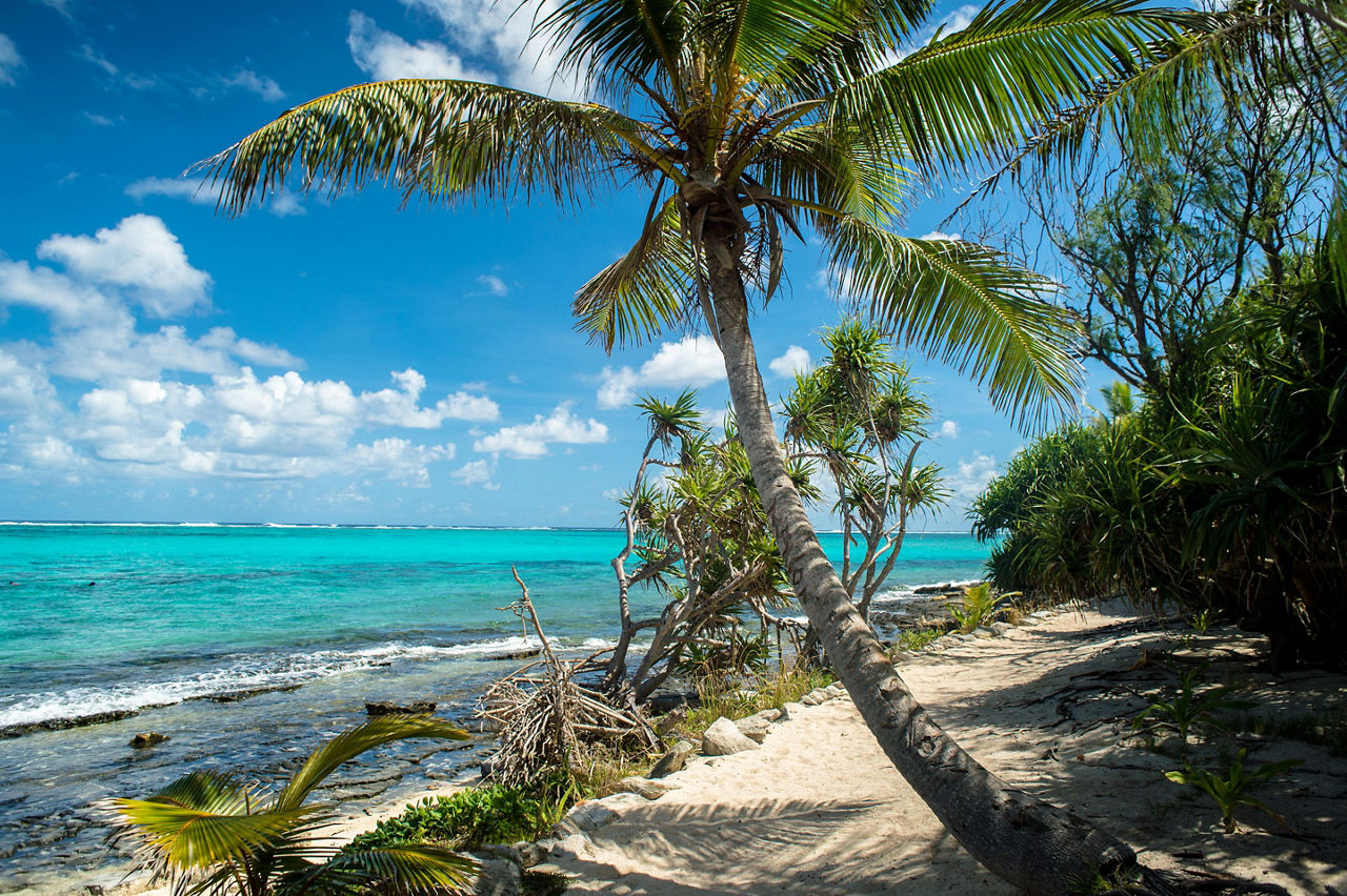 Mystery Island, Vanuatu Beach Palm tree