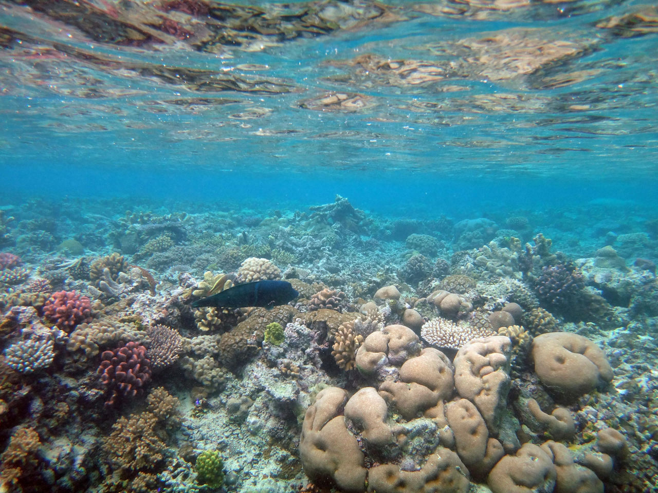 View of underwater sea life in Mystery Island, Vanuatu