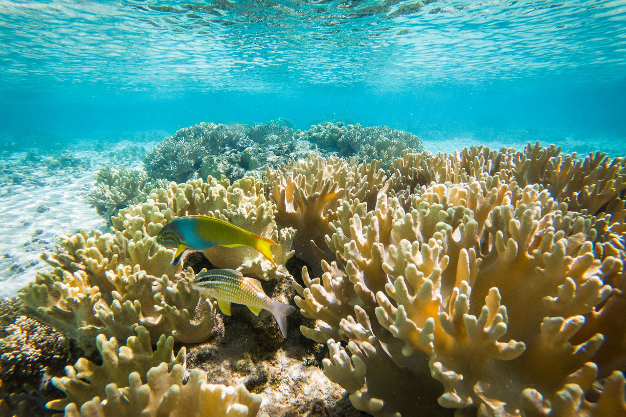 Vanuatu Mystery Island Underwater Coral Reef 