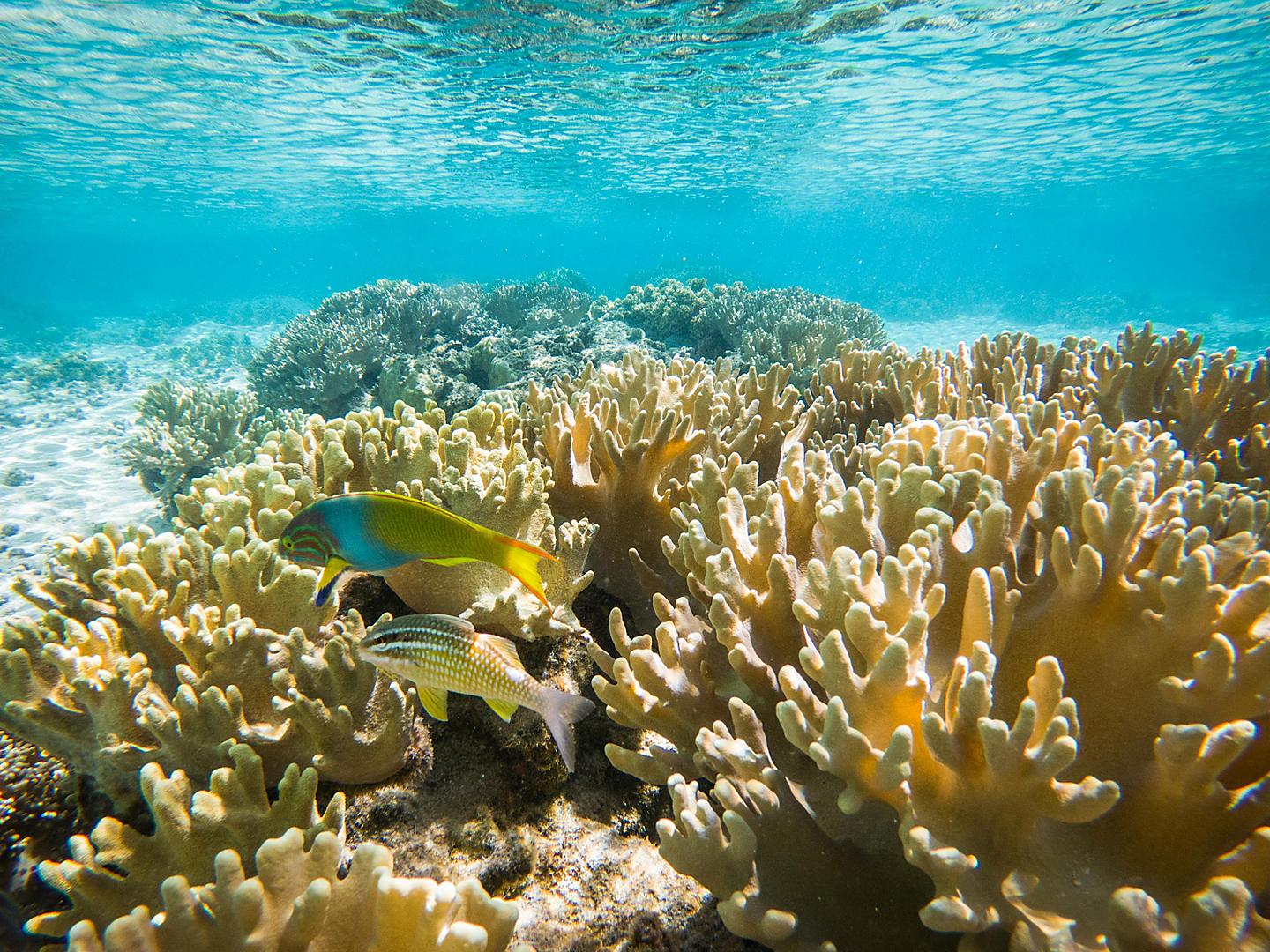 Vanuatu Mystery Island Underwater Coral Reef 