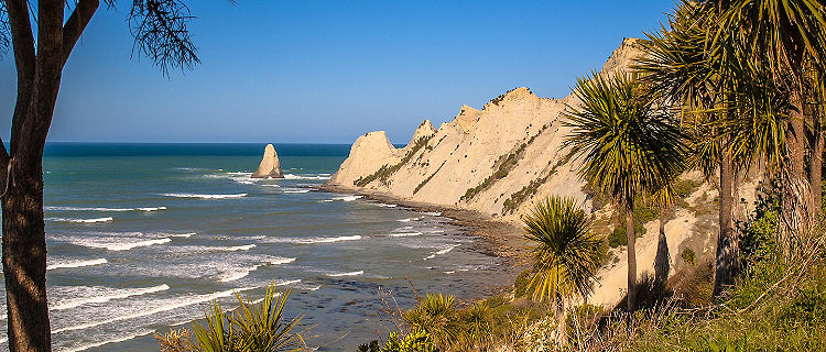 Cape Kidnappers with cabbage trees (Cordyline australis) in front, Napier, New Zealand