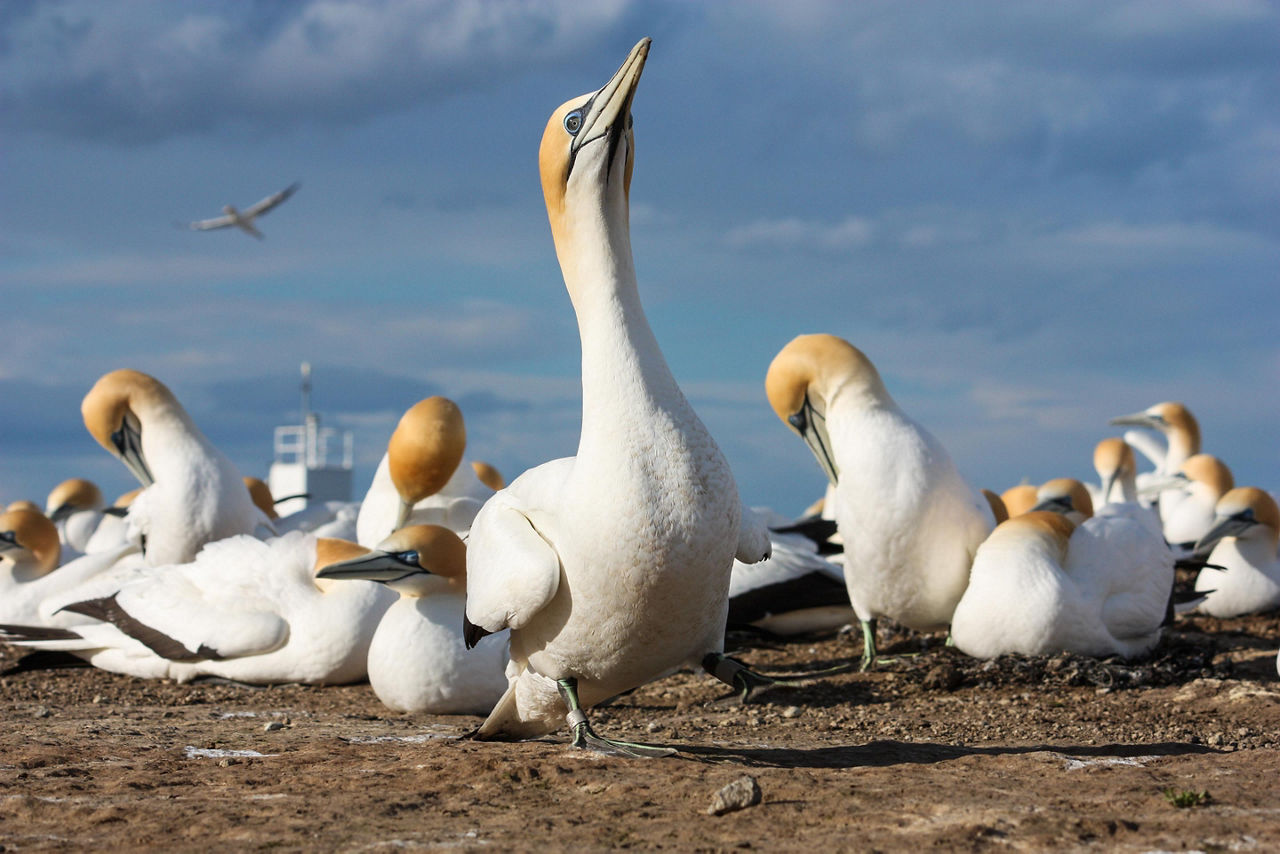 Birds found in Cape Kidnappers Gannet Colony in Hawkes Bay in New Zealand