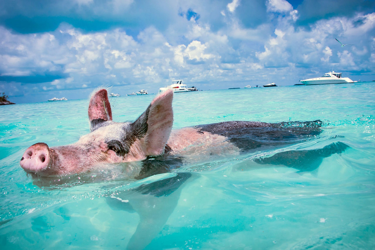 Exuma Swimming Pigs, Nassau, Bahamas
