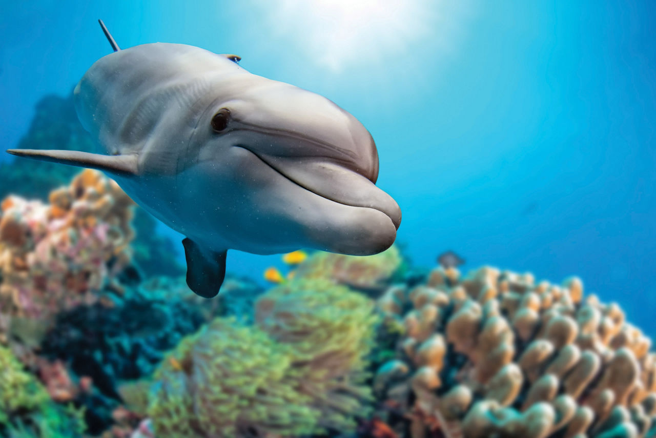 Closeup of a Dolphin Swimming, Nassau, Bahamas