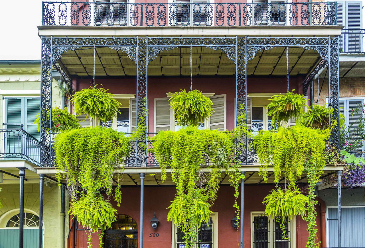 Iron Balconies Hanging Plants, New Orleans, Louisiana