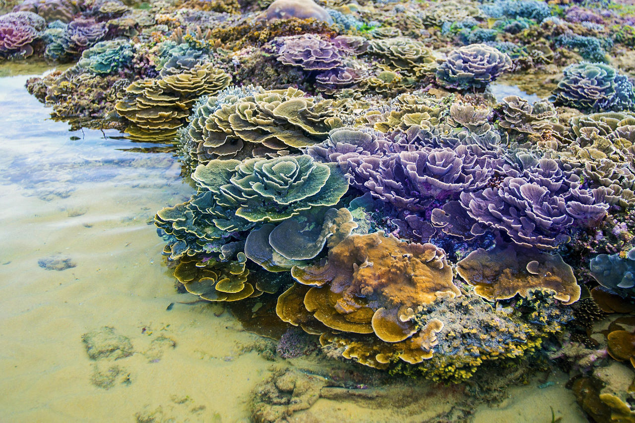 Colorful earth tone coral reefs in shallow water in Cam Ranh, Vietnam