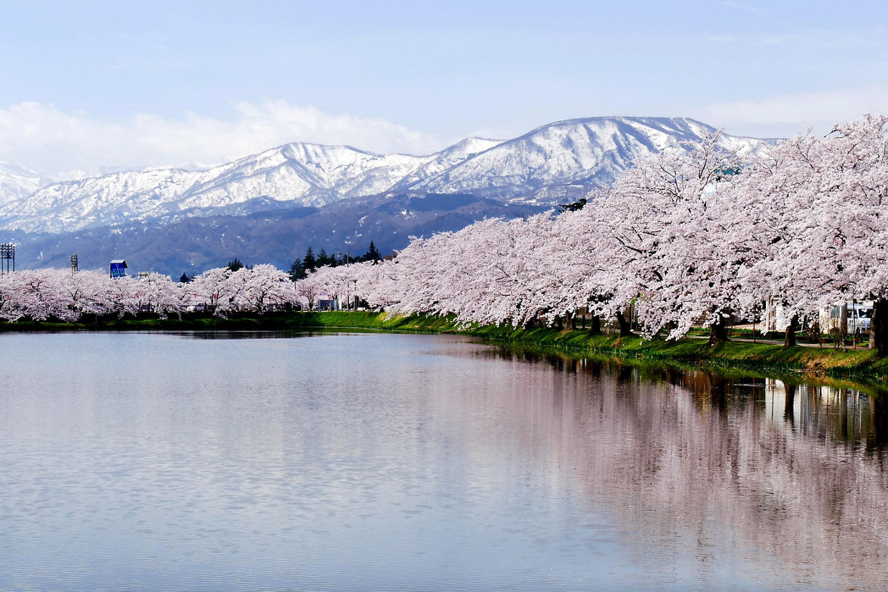 Niigata, Japan Cherry Blossoms