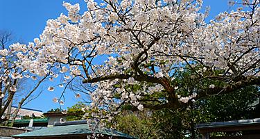 Cherry blossoms at the Hakusan Park in the city of Niigata, Japan