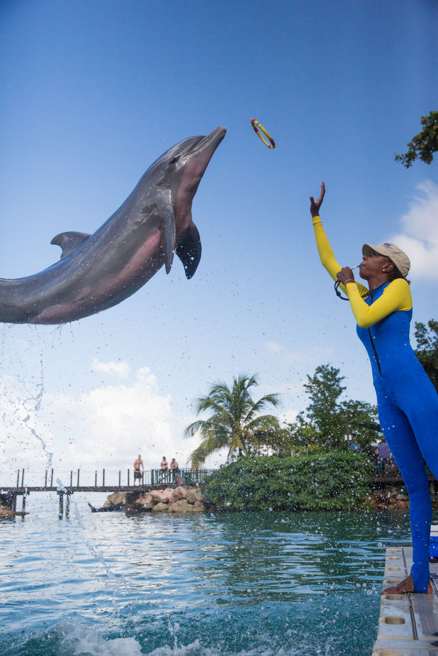 Dolphin Jumping for Trainer at Dolphin Cove, Ocho Rios, Jamaica