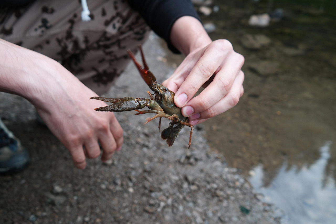 Olden, Norway, Man holding a crayfish