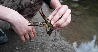 A man holding a crayfish