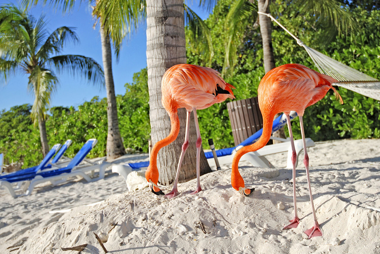 Beach Flamingo Hammock, Oranjestad, Aruba
