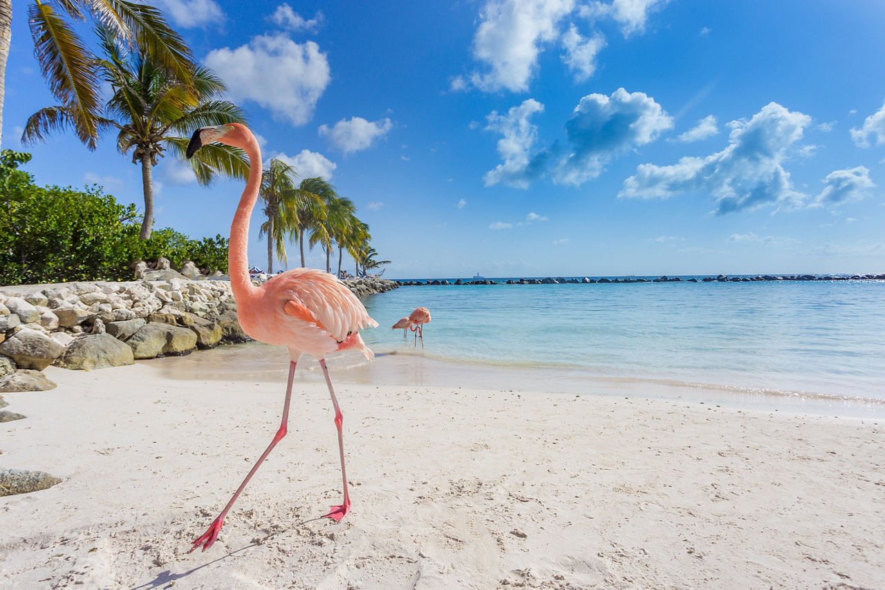 Flamingo Beach White Sand, Oranjestad, Aruba