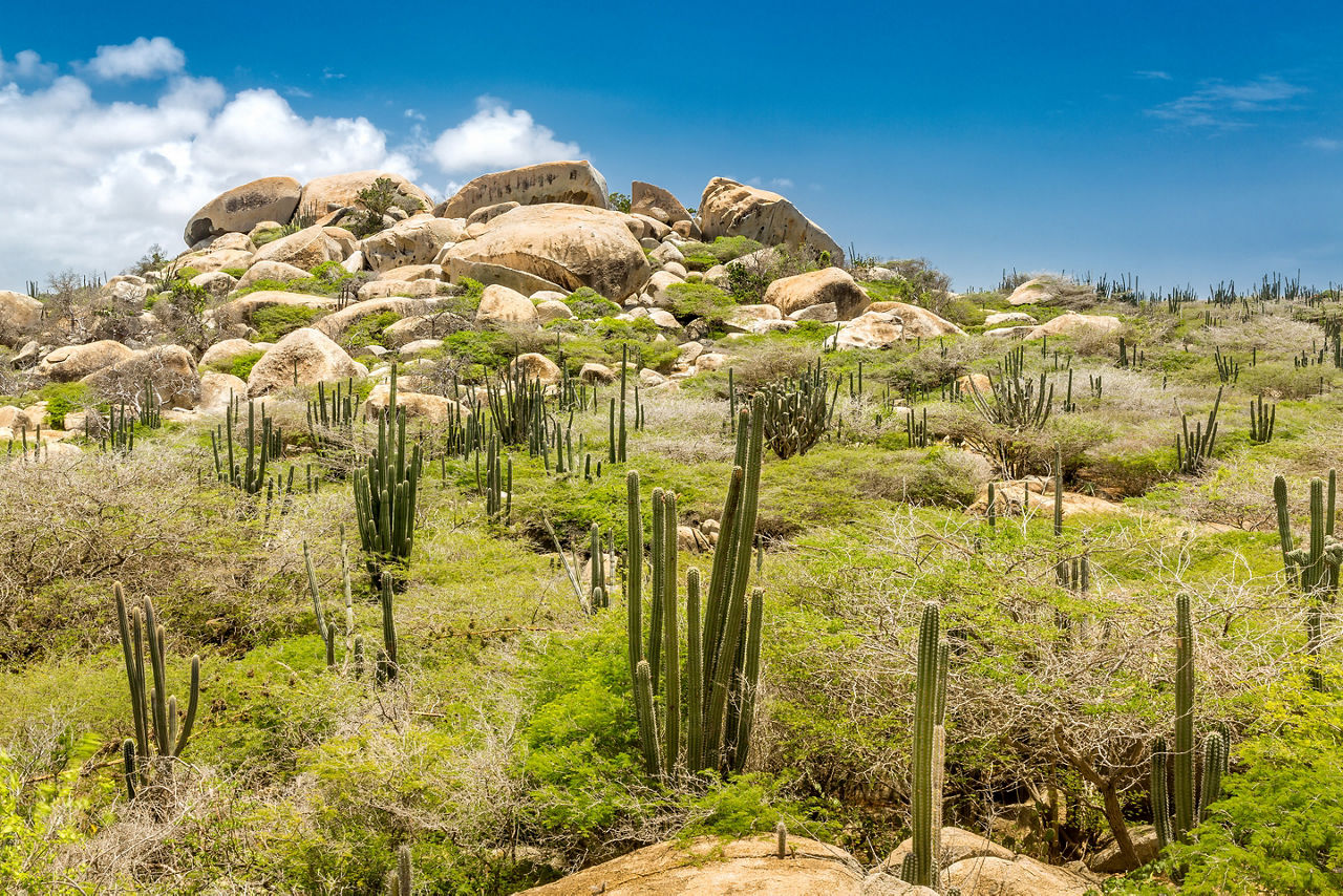Rocky Landscape with Cactus, Arikok National Park, Oranjestad, Aruba
