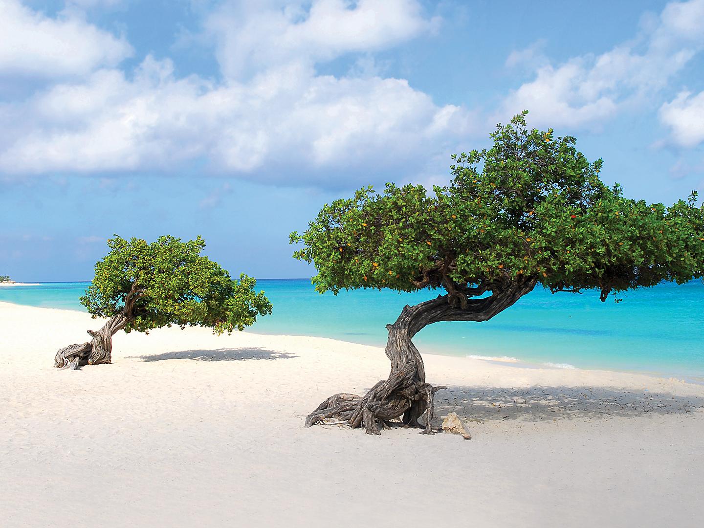 Divi-Divi Trees by the Beach, Oranjestad, Aruba