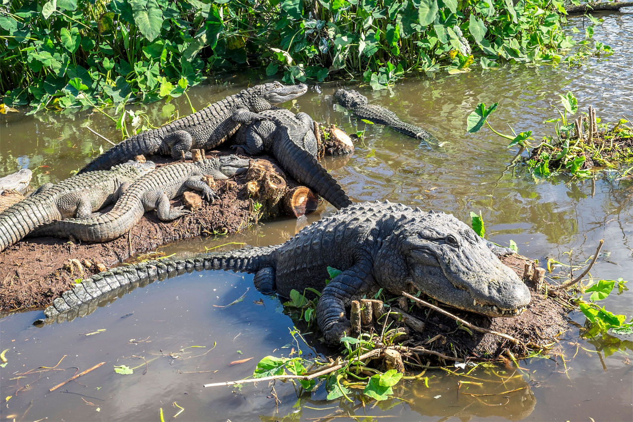 Alligators at Gatorland. Orlando, Florida.