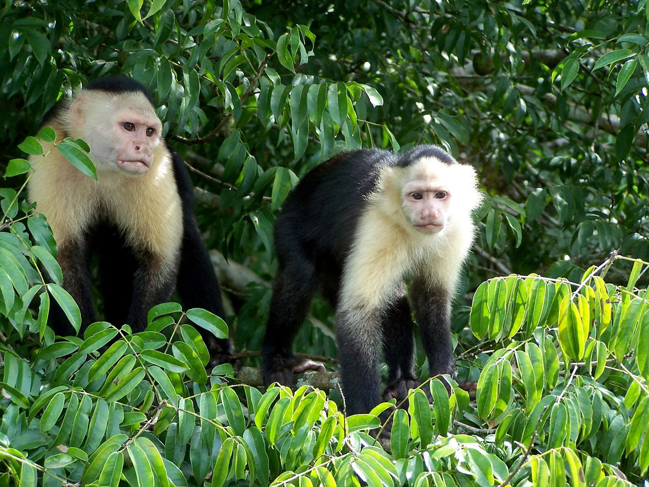 Caupchin monkeys on Monkey Island in Lake Gatun on the Panama Canal