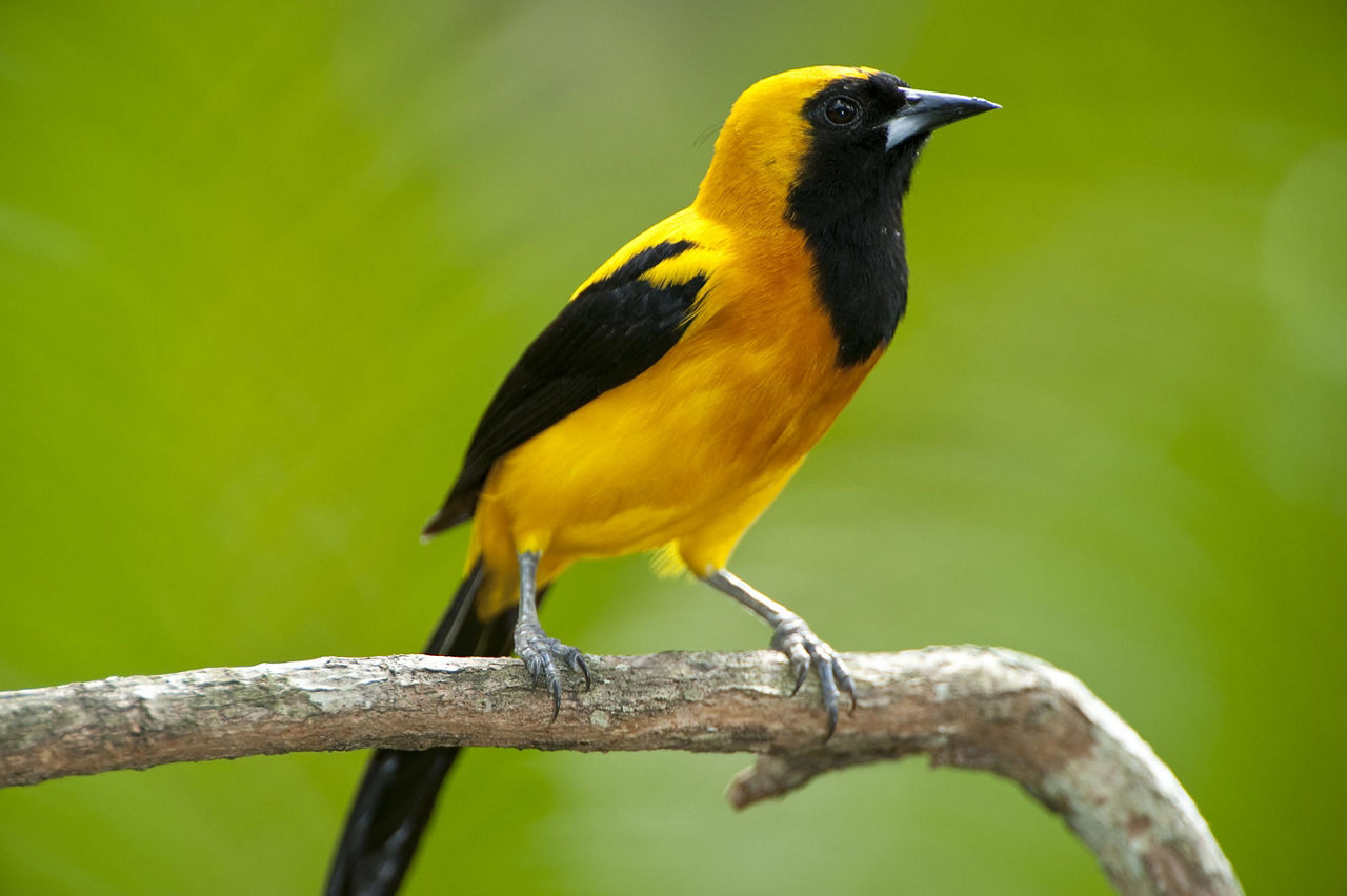 A yellow-backed bird found in the Soberania National Park that can be seen from the Panama Canal