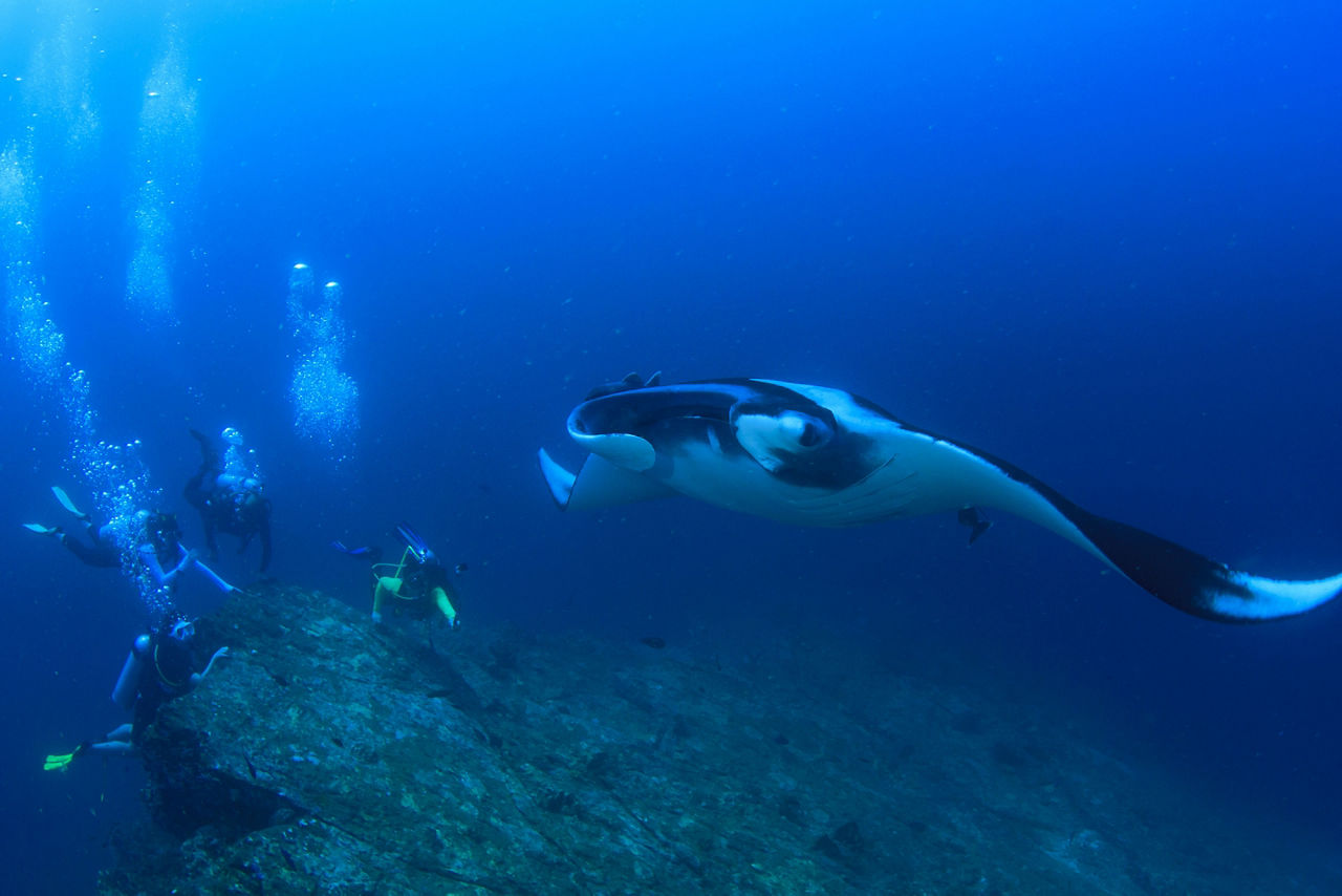 Scuba divers near a reef as a manta ray passes. Tahiti.