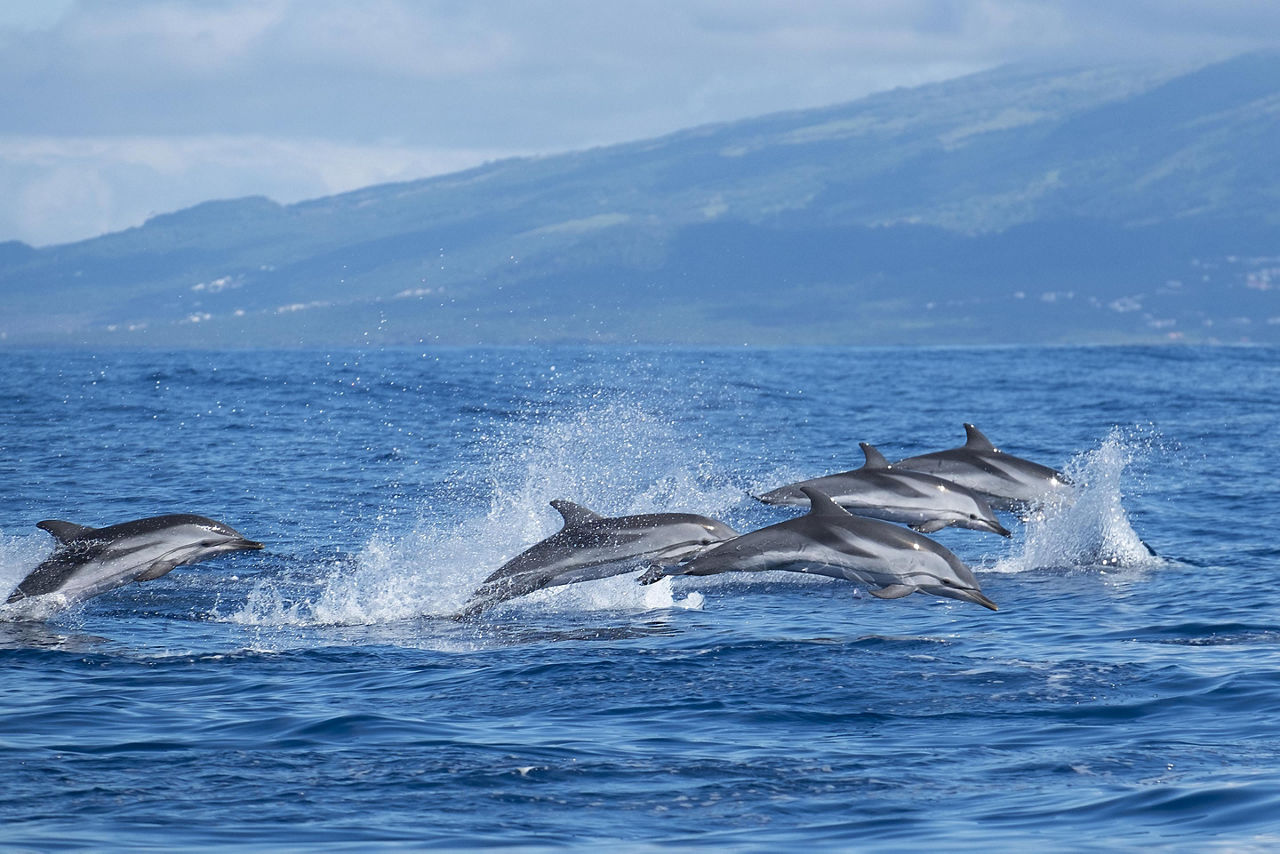 Ponta Delgada, Azores, Atlantic striped dolphins