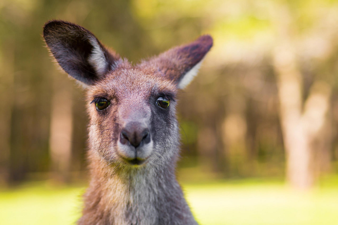 Young Kangaroo in Port Douglas, Australia