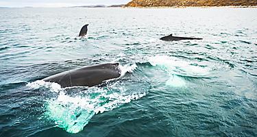 Multiple humpback whales
