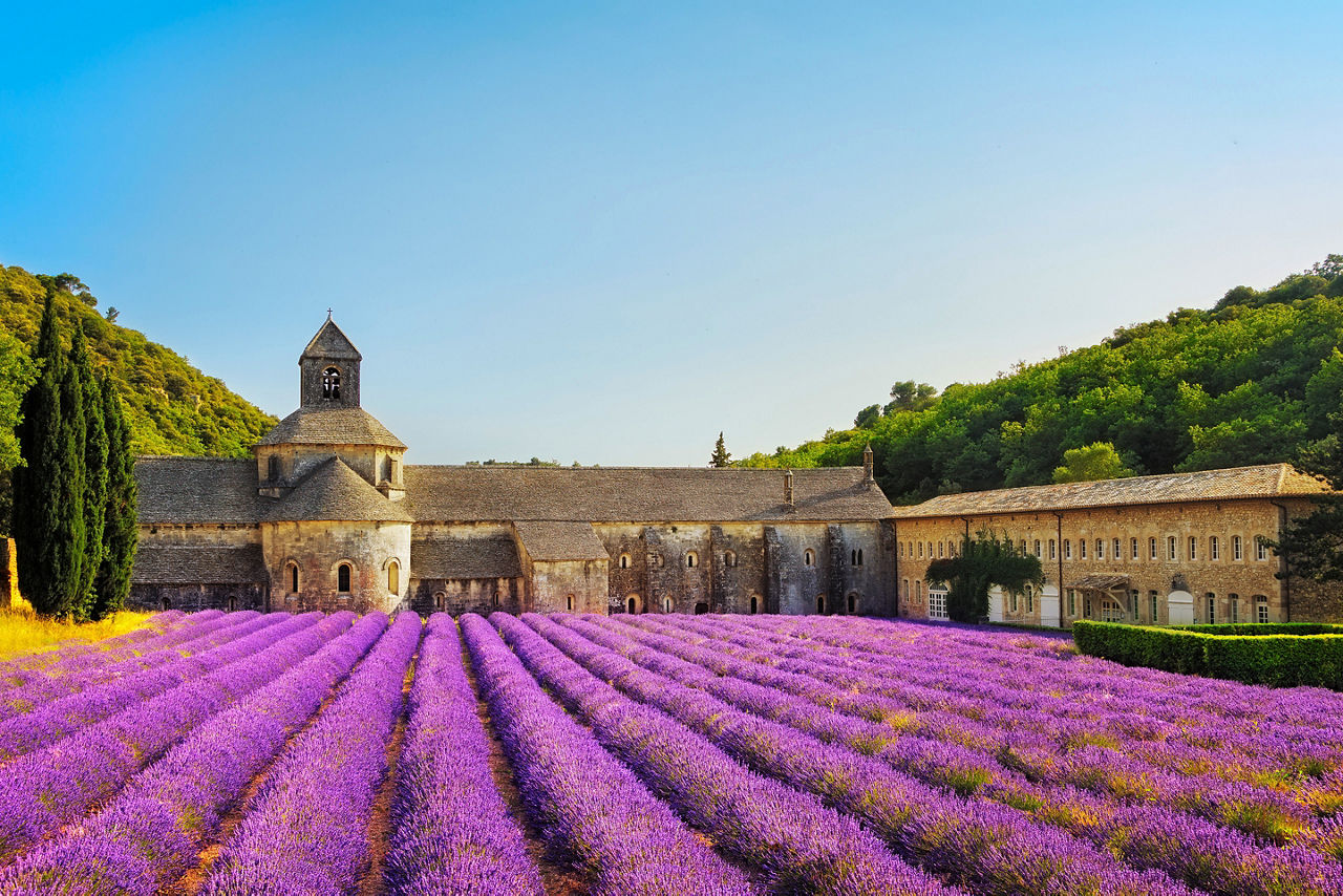 Lavender Fields Estate, Provence, France 