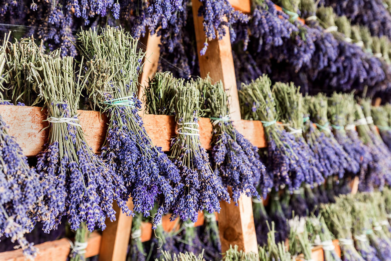 Dried lavender hanging in Provence, France