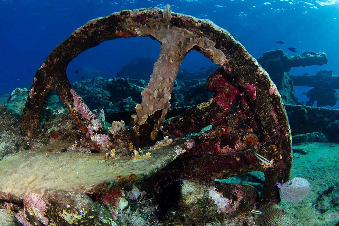 Chinchorro Shipwreck Marine Life, Costa Maya, Mexico