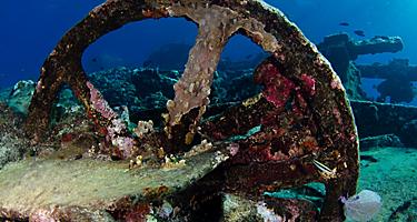 Chinchorro Shipwreck Marine Life, Costa Maya, Mexico