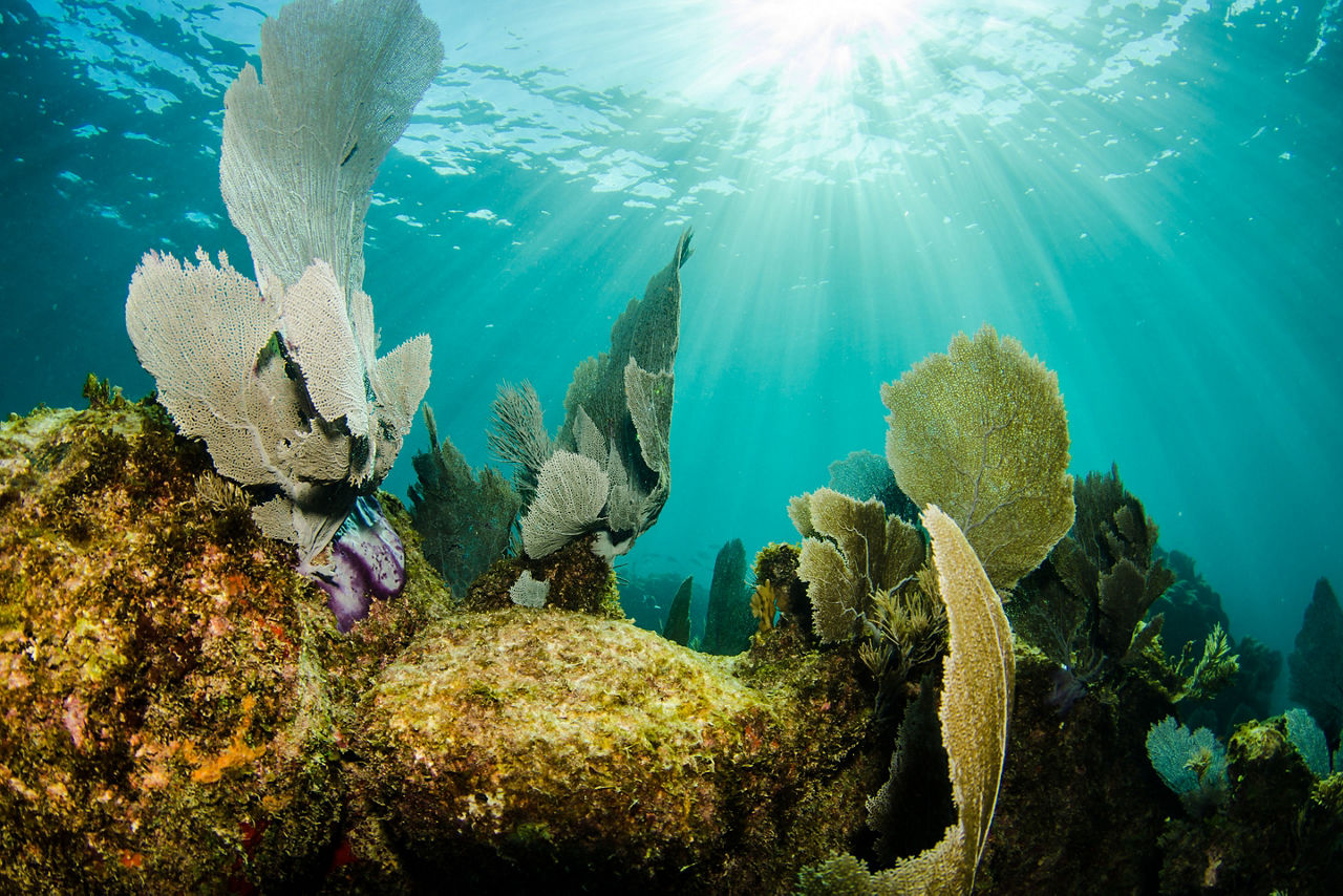 Great Mayan Reef Corals, Costa Maya, Mexico