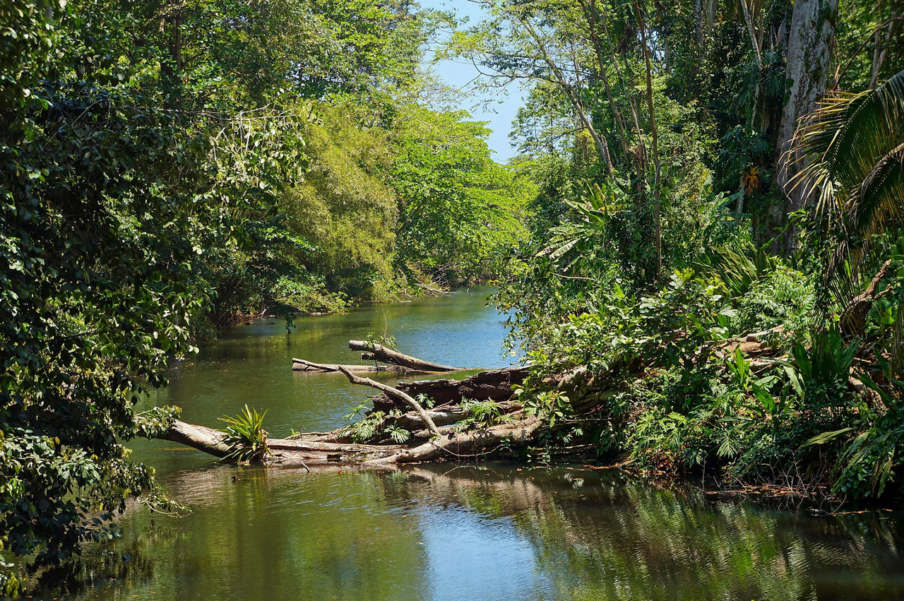 Puerto Limon, Costa Rica Tropical River