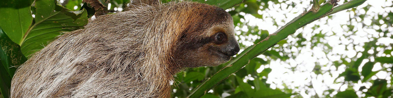 Puerto Limon, Costa Rica Three Toed Sloth