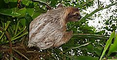 Puerto Limon, Costa Rica Three Toed Sloth