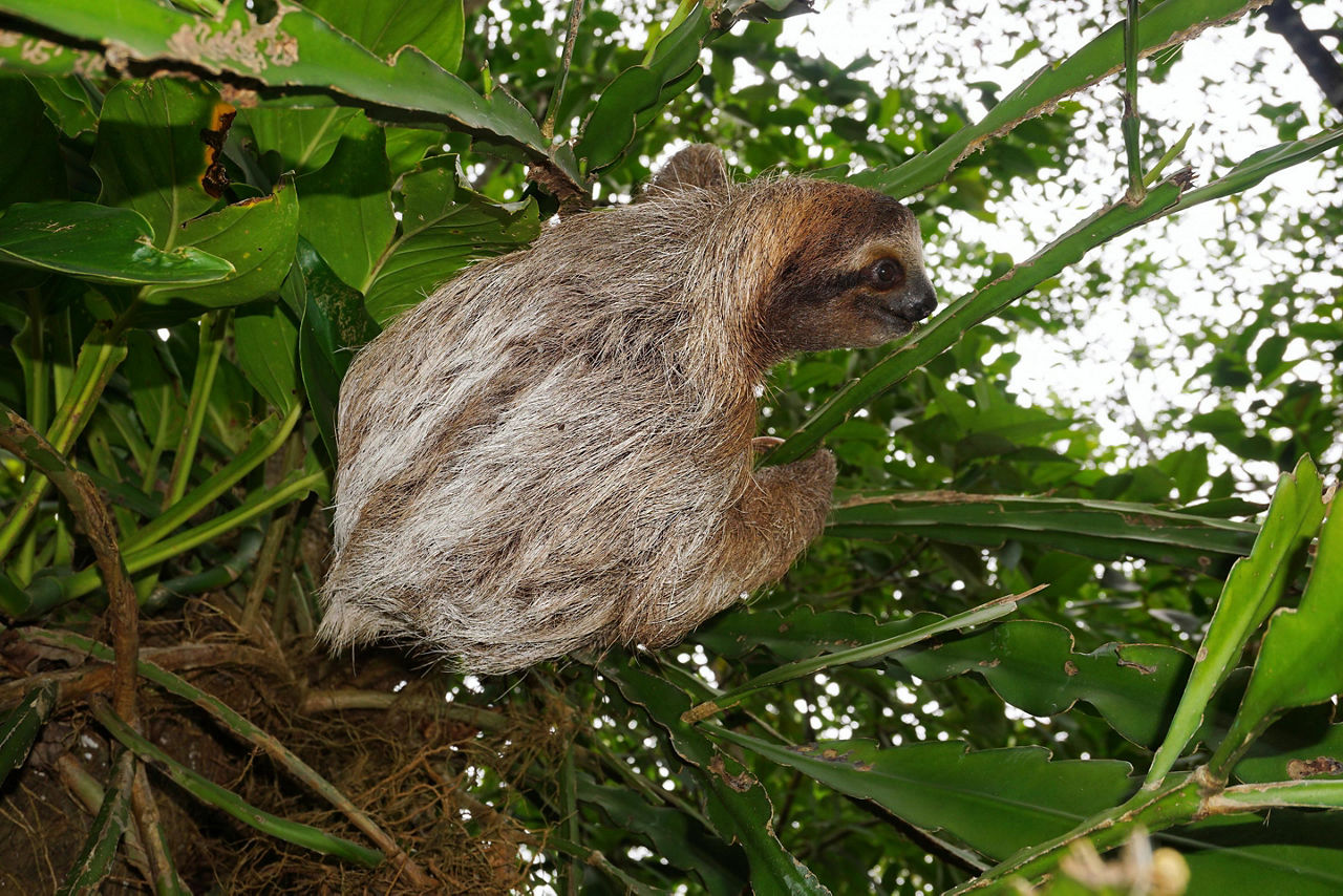 Three-toed sloth animal climbing plant in the jungle of Puerto Limon, Costa Rica